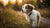Can My 4 Month Old Puppy Eat Adult Dog Food? Understanding Your Puppy’s Nutritional Needs