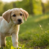 Can My 6 Month Old Puppy Eat Adult Dog Food? Understanding Puppy Nutrition
