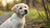 Can My 6 Month Old Puppy Eat Regular Dog Food?