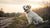 Can My 7 Month Old Puppy Eat Adult Dog Food? Understanding the Transition