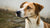 Can My Adult Dog Eat Puppy Food? Exploring Nutritional Needs Across Life Stages