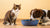 Can My Cat and Dog Share a Water Bowl? Insights for Pet Owners
