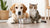 Can My Dog and Cat Share a Water Bowl? Understanding the Pros and Cons-140796690671