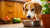 Can My Dog Be Allergic to Raw Food? Understanding the Risks and Solutions