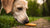 Can My Dog Eat a Biscuit? Understanding Treat Choices for Your Furry Friend-141109166319