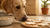 Can My Dog Eat a Sugar Cookie? Understanding the Risks and Safe Practices