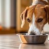 Can My Dog Eat Cat Food in a Pinch? Understanding the Risks and Alternatives