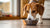 Can My Dog Eat Cat Food in a Pinch? Understanding the Risks and Alternatives