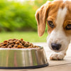 Can My Dog Eat Cat Kibble? Understanding the Risks and Nutritional Differences