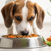 Can My Dog Eat Cold Food? Understanding the Temperature of Your Dog's Meals