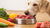 Can My Dog Eat Frozen Raw Food? A Comprehensive Guide for Pet Owners