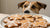 Can My Dog Eat Gingerbread Cookies? Understanding the Risks and Alternatives-140926484719