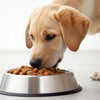 Can My Dog Eat Hot Food? Exploring the Ins and Outs of Warm Meals for Your Canine Companion