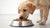 Can My Dog Eat Hot Food? Exploring the Ins and Outs of Warm Meals for Your Canine Companion