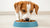Can My Dog Eat Just Wet Food? Understanding the Dietary Needs of Our Furry Friends