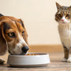 Can My Dog Eat Kitten Food? Understanding the Risks and Alternatives