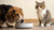 Can My Dog Eat Kitten Food? Understanding the Risks and Alternatives