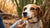Can My Dog Eat Oatmeal Cookies? Understanding Safe Treat Options for Your Canine Companion-141103792367
