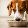 Can My Dog Eat Only Wet Food? A Comprehensive Guide for Pet Owners
