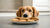 Can My Dog Eat Peanut Butter Cookies? Understanding the Risks and Benefits-140923764975