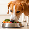 Can My Dog Eat Puppy Food? Understanding Nutritional Needs Across Life Stages