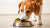 Can My Dog Eat Puppy Food? Understanding Nutritional Needs Across Life Stages
