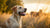 Can My Dog Eat Spicy Food? Understanding the Risks and Myths-140407046383