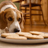 Can My Dog Eat Sugar Cookies?