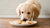 Can My Dog Eat Vanilla Cookies? Understanding the Risks and Safe Alternatives-141109068015