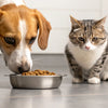 Can My Dog Get Sick from Eating Cat Food? Understanding the Risks and Solutions