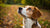 Can My Dog Have a Biscuit? Understanding Dog Treats and Healthy Snacking-141106086127