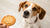 Can My Dog Have a Peanut Butter Cookie? Understanding the Safety and Benefits of Peanut Butter in Your Dog's Diet-140923437295