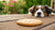 Can My Dog Have a Sugar Cookie? Understanding Dog-Friendly Treats-141102907631