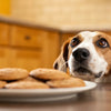 Can My Dog Have Biscuits? Exploring the Safety of Canine Treats