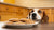 Can My Dog Have Biscuits? Exploring the Safety of Canine Treats