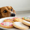 Can My Dog Have Sugar Cookies?