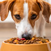 Can My Dog Just Eat Dry Food? Understanding Canine Nutrition