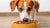 Can My Dog Just Eat Dry Food? Understanding Canine Nutrition