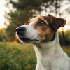 Can My Dog Lick Me After Eating Raw Food? Understanding the Risks and Benefits
