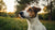 Can My Dog Lick Me After Eating Raw Food? Understanding the Risks and Benefits