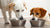 Can My Dogs Share a Water Bowl? Understanding Shared Hydration for Healthy Pets-140791316719