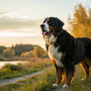 Can My Large Dog Eat Small Breed Food? Understanding Canine Nutrition