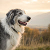 Can My Older Dog Eat Puppy Food? Understanding Your Dog's Nutritional Needs