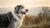 Can My Older Dog Eat Puppy Food? Understanding Your Dog's Nutritional Needs