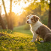 Can My Puppy Eat Adult Dog Food? Understanding Nutritional Needs for Your Growing Pup