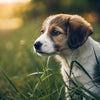 Can My Puppy Eat Dog Food? Understanding Your Puppy's Nutritional Needs