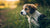 Can My Puppy Eat Dog Food? Understanding Your Puppy's Nutritional Needs