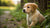 Can My Puppy Eat Regular Dog Food? Understanding the Nutritional Needs of Your Growing Pup