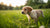 Can My Puppy Have Adult Dog Food? Understanding Your Puppy’s Nutritional Needs