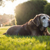 Can My Senior Dog Eat Puppy Food? Understanding the Nutritional Needs of Dogs Across Life Stages